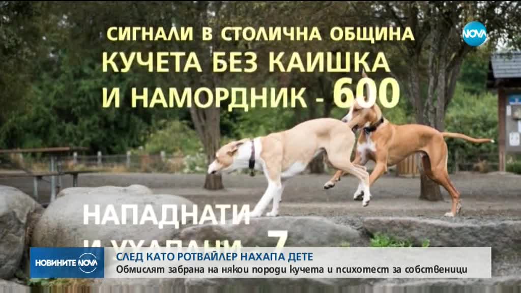 Без обвинения за собственика на кучето, нахапало дете в София