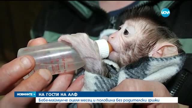 Бебе маймунче оцеля месец и половина без родителски грижи