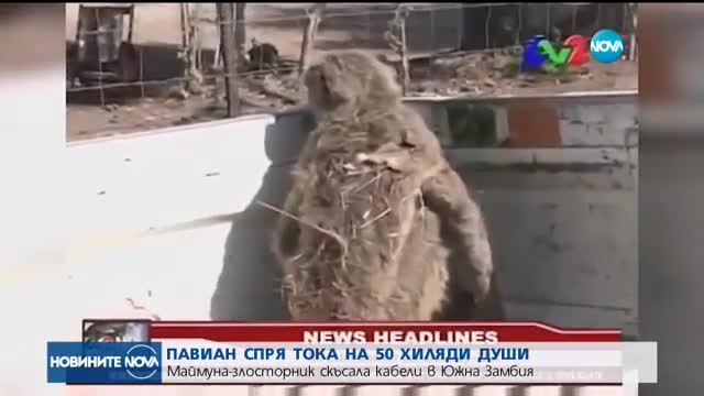 Павиан спря тока на 50 000 души