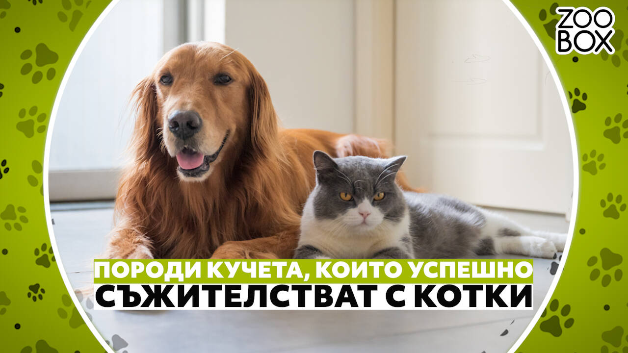 Породи кучета, които успешно съжителстват с котки