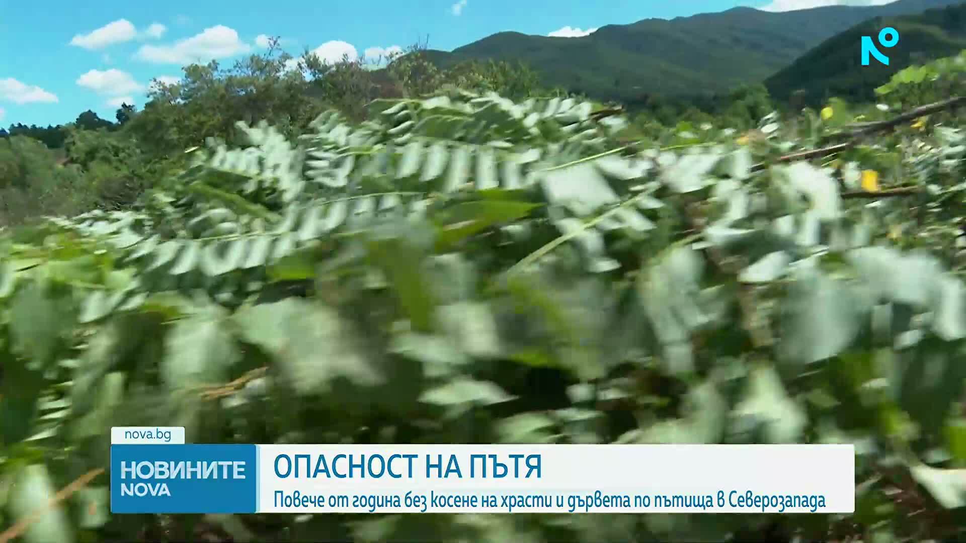 Непочистена растителност и опасни пътища в Северозападна България