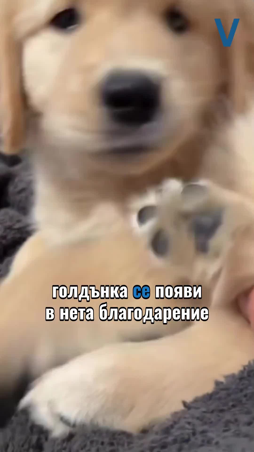 Луис Хамилтън показа новото си куче – Хейло!