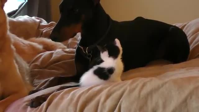 Никой не се е*ава с котето, защото си има сериозна охрана!