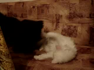  Любов Между Две Котета