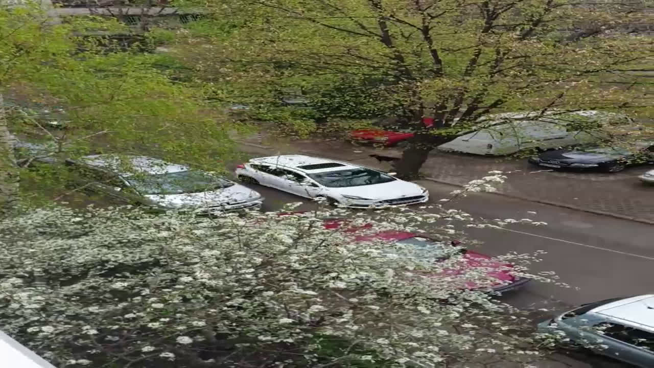 Поредното домашно куче, пуснато безпризорно