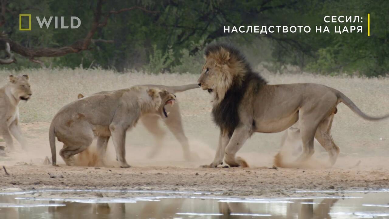 откъс от Сесил: Наследството на царя | Месец на Големите Котки | NG Wild Bulgaria