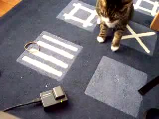 Котката С Най Бързите Лапи На Света !!