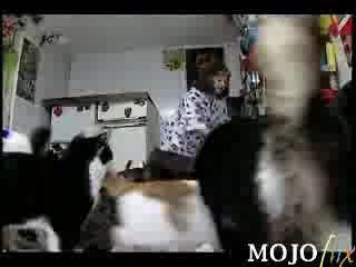 Жена Гледа 130 Котки В Апартамент