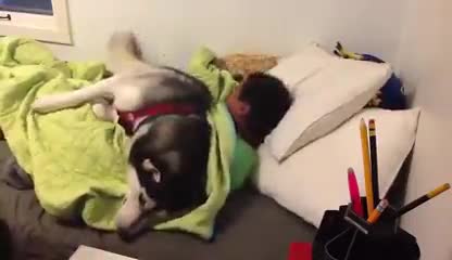 Хъски не дава на момчето да стане за училище