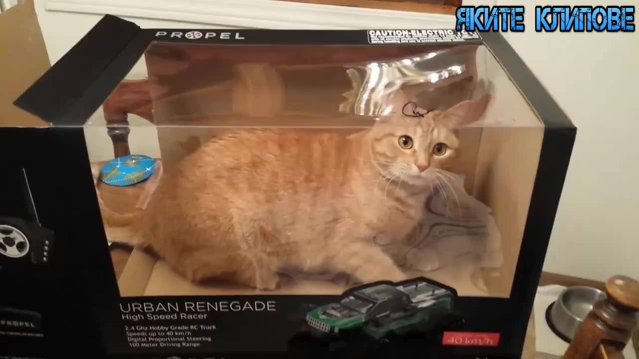Животни идиоти - Яки изпцепки на домашни любимци!