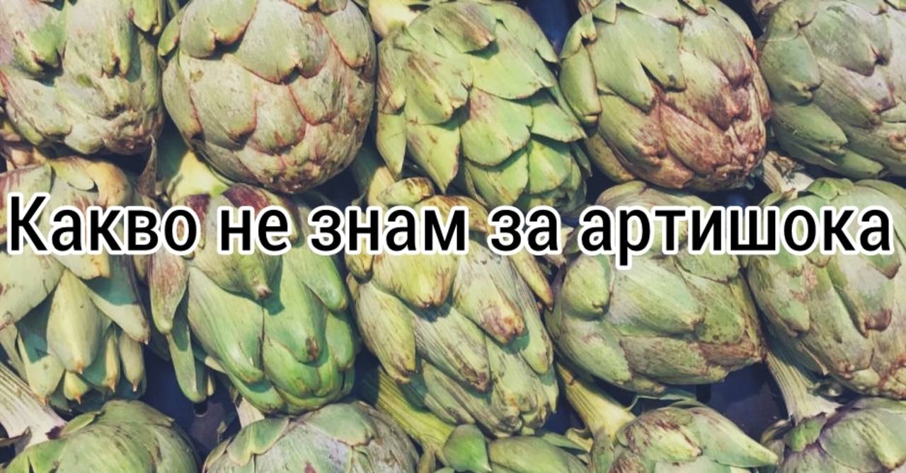 Какво не знам за артишока