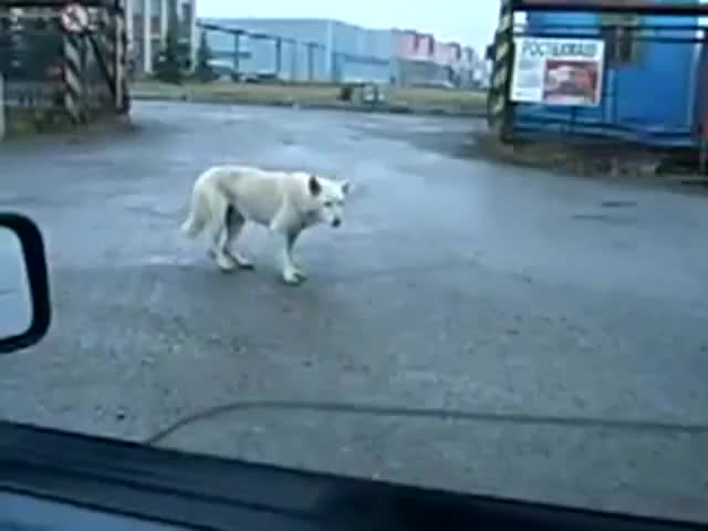 Лудо куче влиза в ритъм .. 