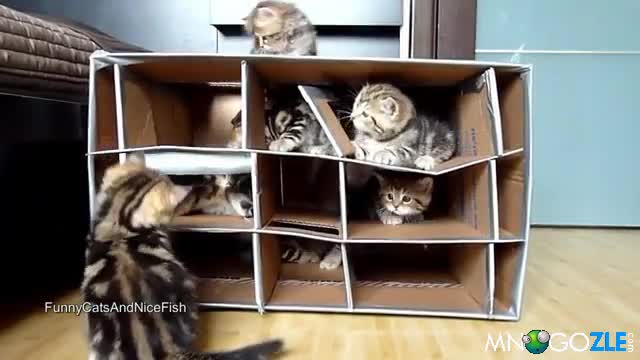 Котешки увеселителен парк