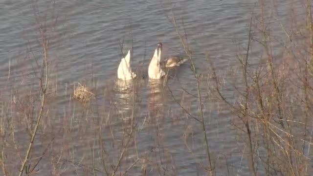 Ято лебеди в Дунава край Русе
