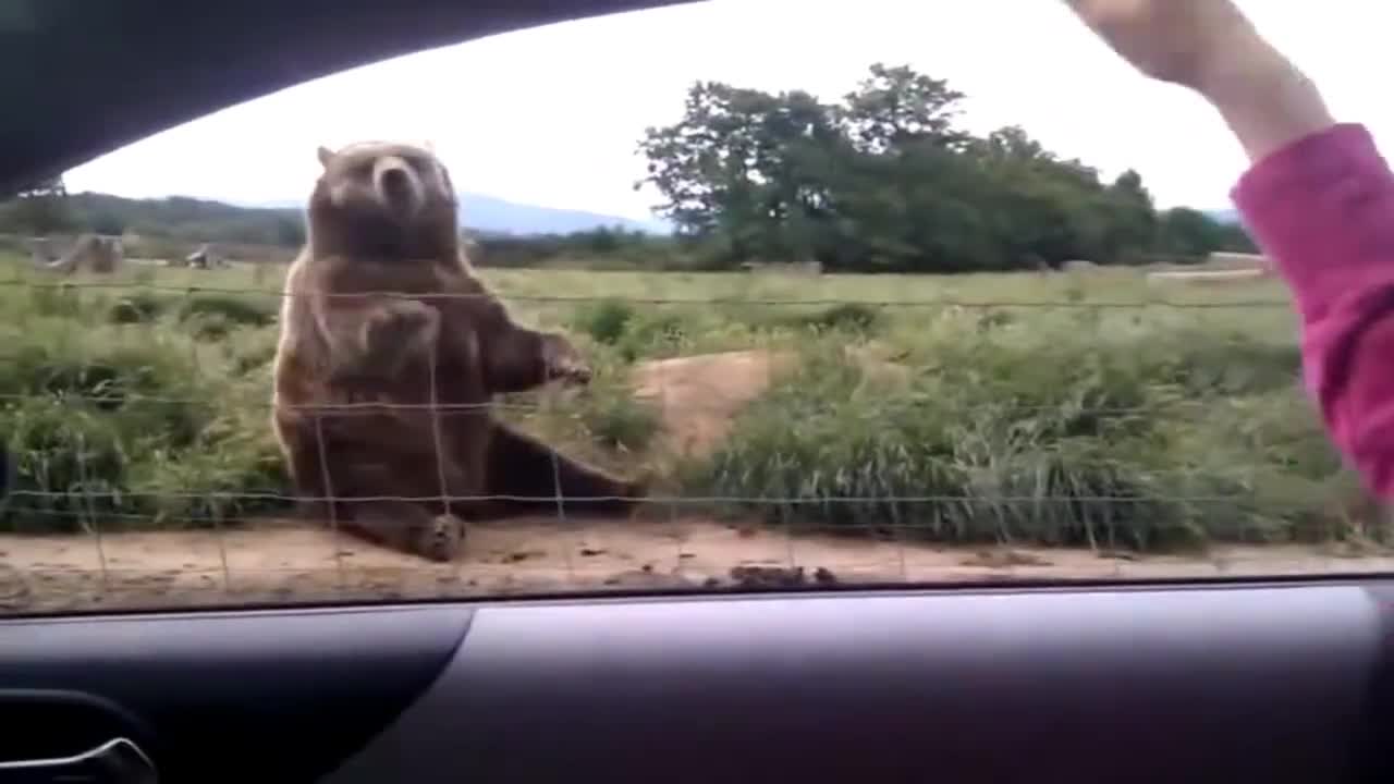 Мечка казва Здравей