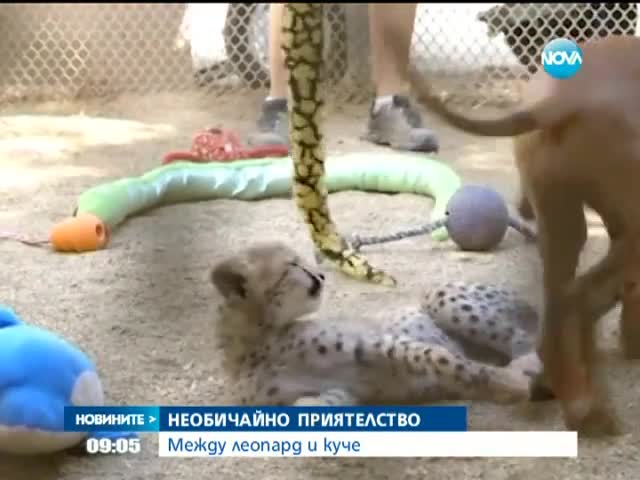 Гепард и домашно куче – неразделни приятели - Новините на Нова