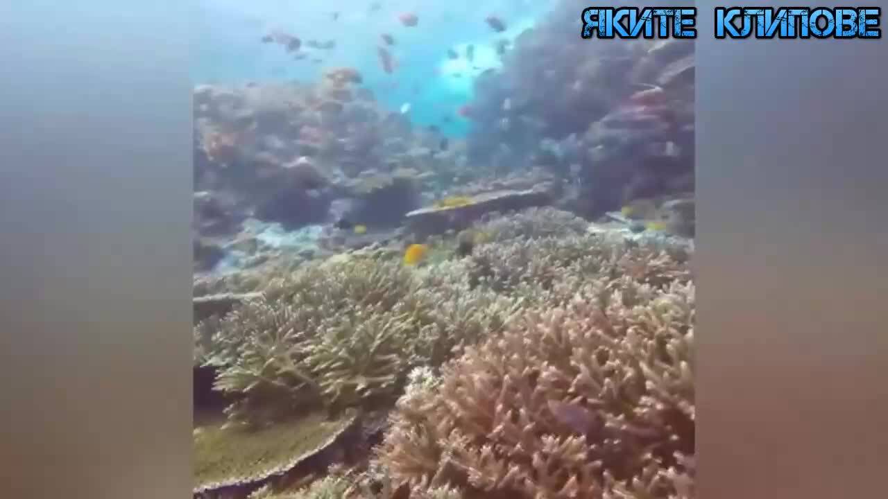 Най-релаксиращото видео за седмицата!