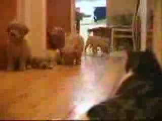 Кученца Сладури И Коте