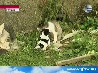 Котка Роди Куче В Грузия! 