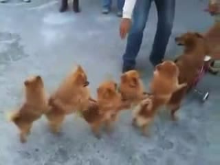 Малко животни могат това 