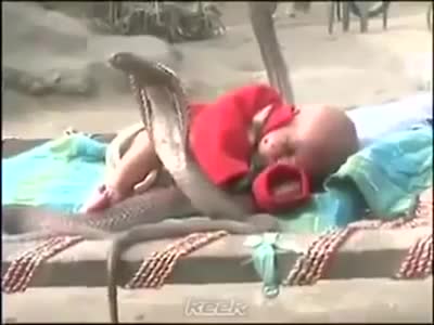 4 Кобри пазят спящо Бебе..