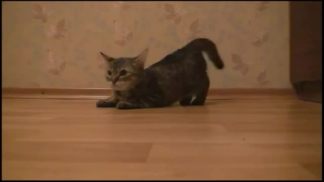 Коте С Бърз Старт - Смях