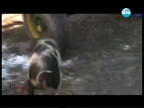 Шатра Еп.1 Цял Епизод