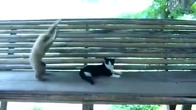 Нахална маймунка се закача с коте
