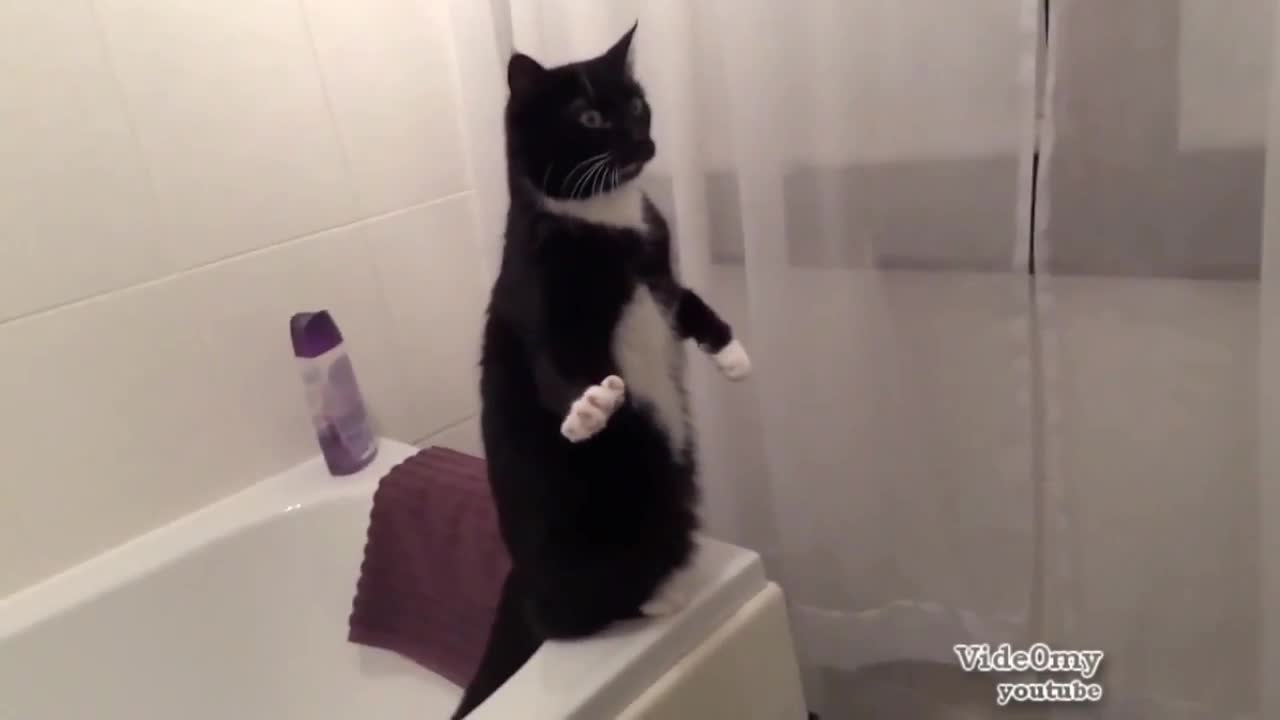 Доза смях с котаци . Компилация