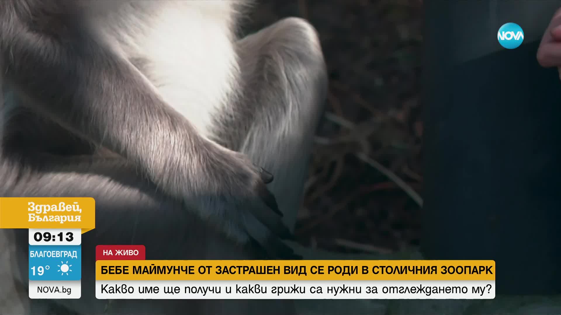 Бебе ханумански лангур е най-новият любимец в зоопарка в София