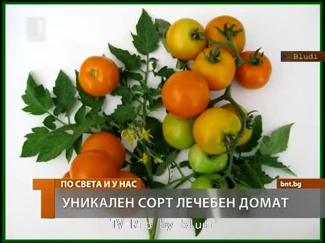 Уникaлен сорт домати от наши учени