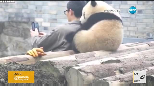 Бебе-панда позира за селфи с гледача си