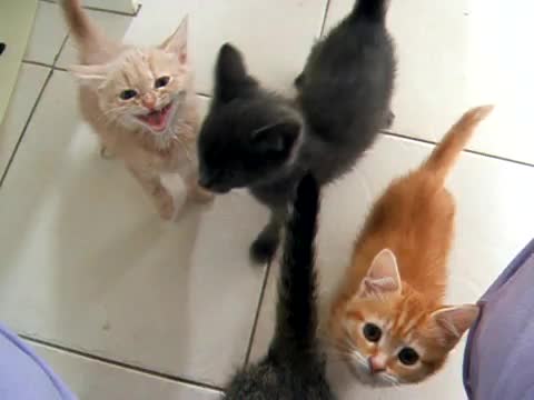 Шумни котенца чакат за вечеря!