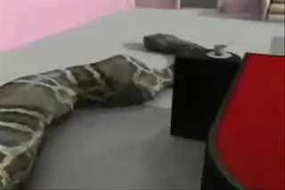 Змия поглъща жена 