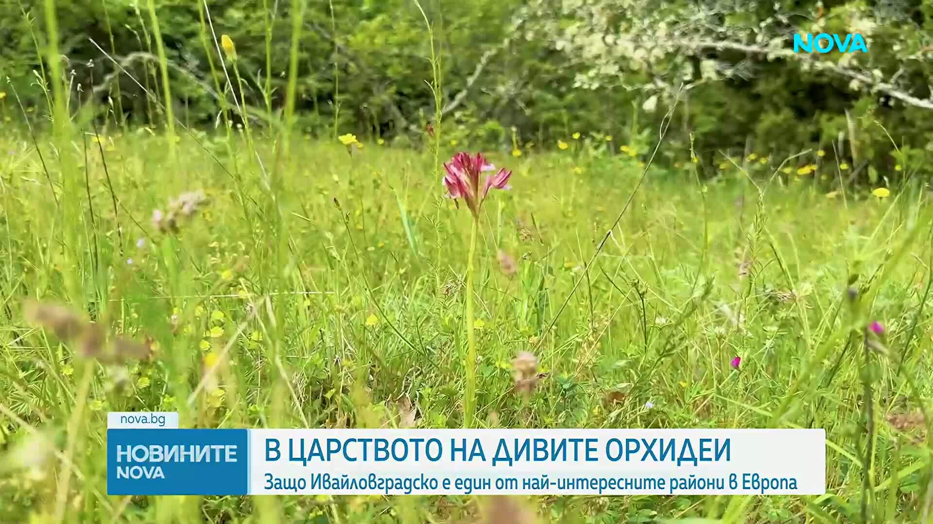 В царството на дивите орхидеи