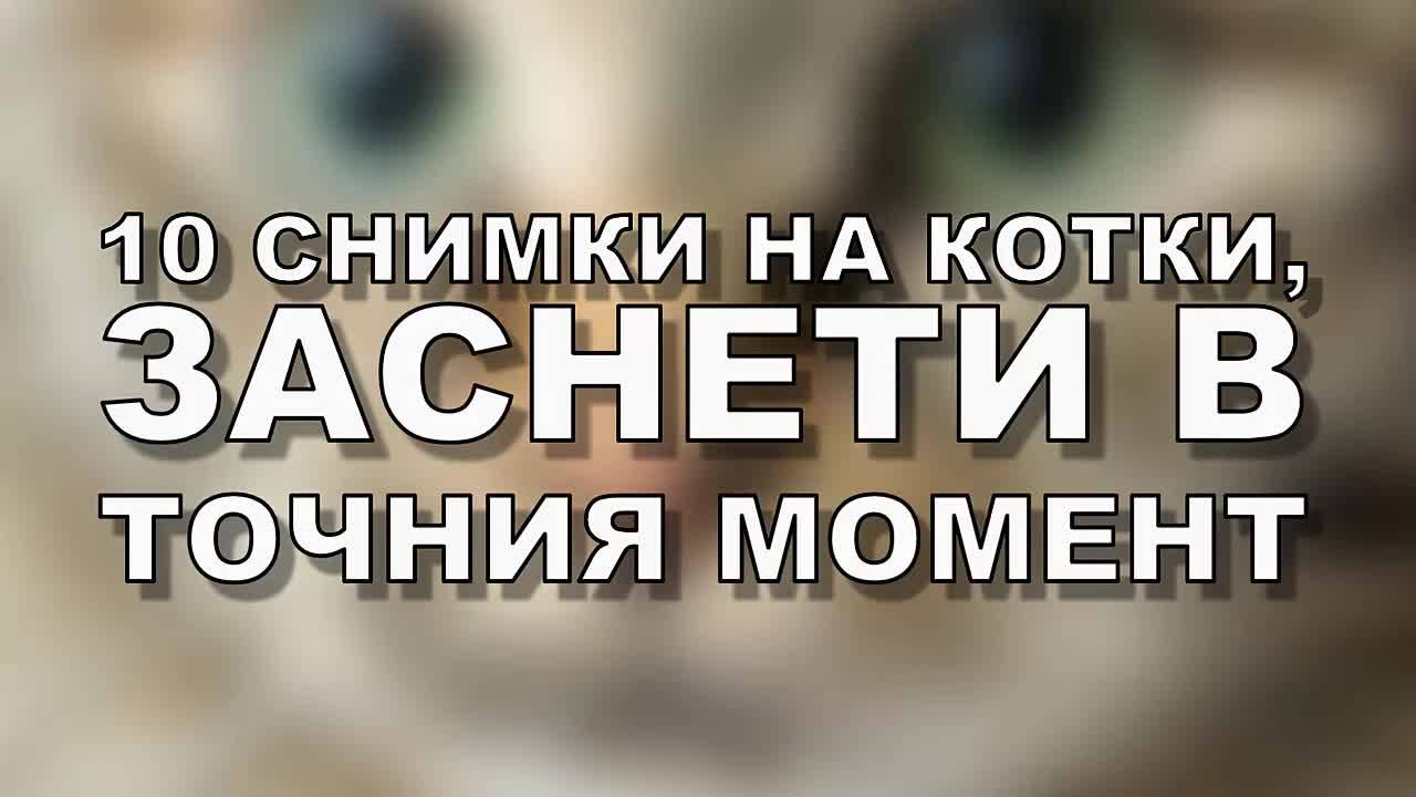 10 снимки на котки, заснети в точния момент