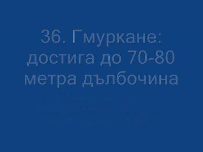 76 Истини За Сините Китове
