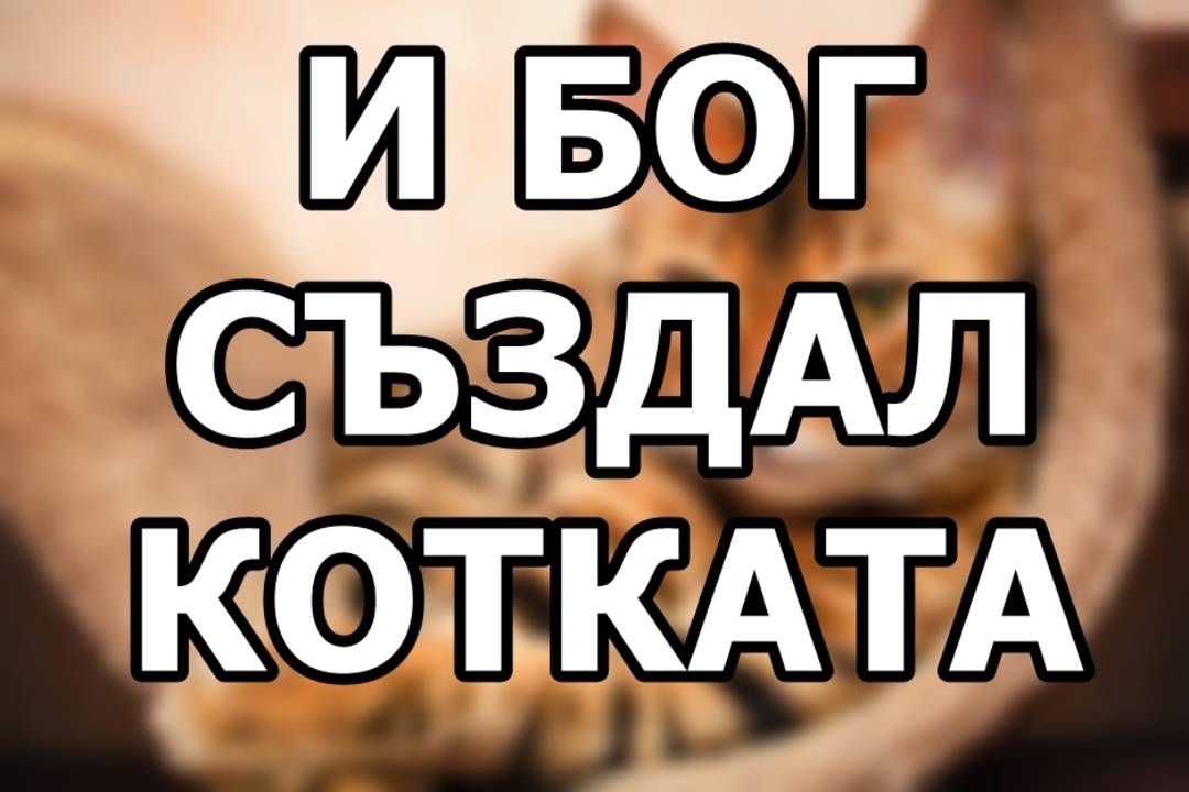 И Бог създал котката