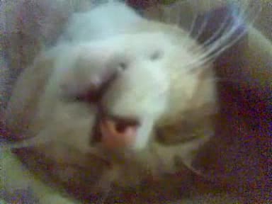Котка Говори Докато Спи