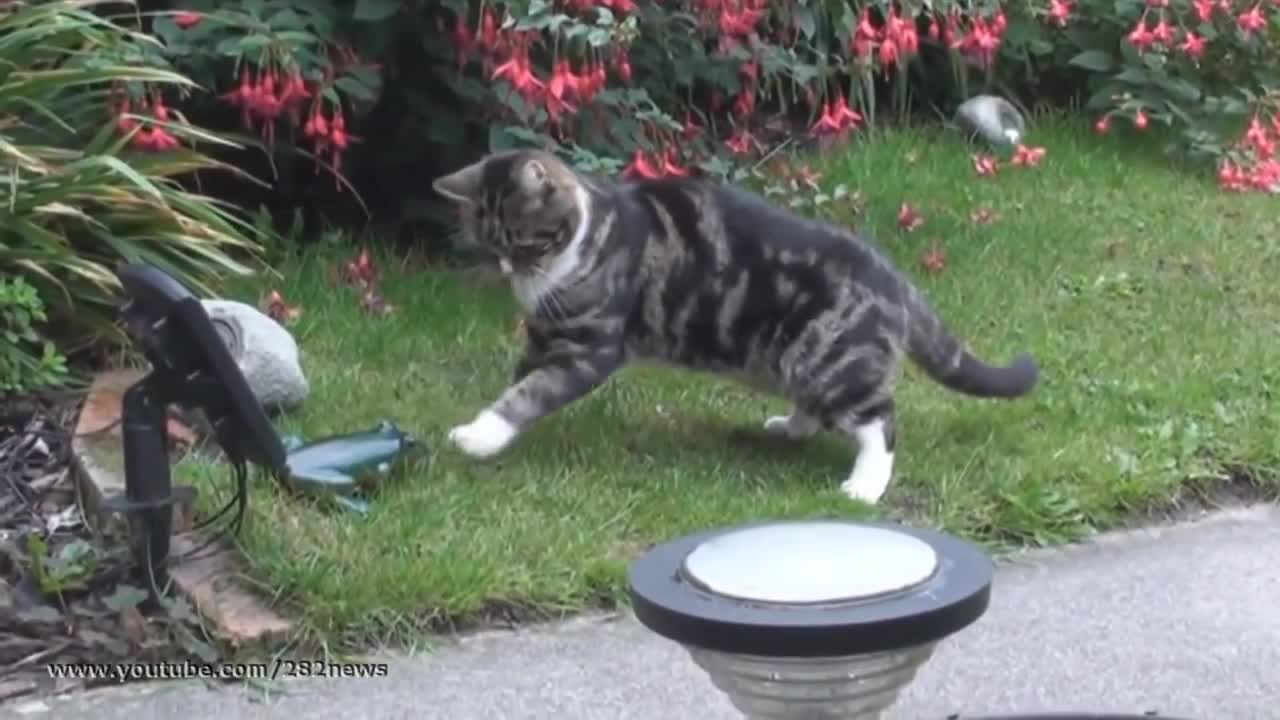 Котка срещу изкуствена жаба