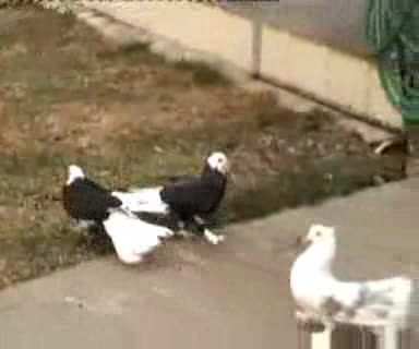 Гълъби Преметачи