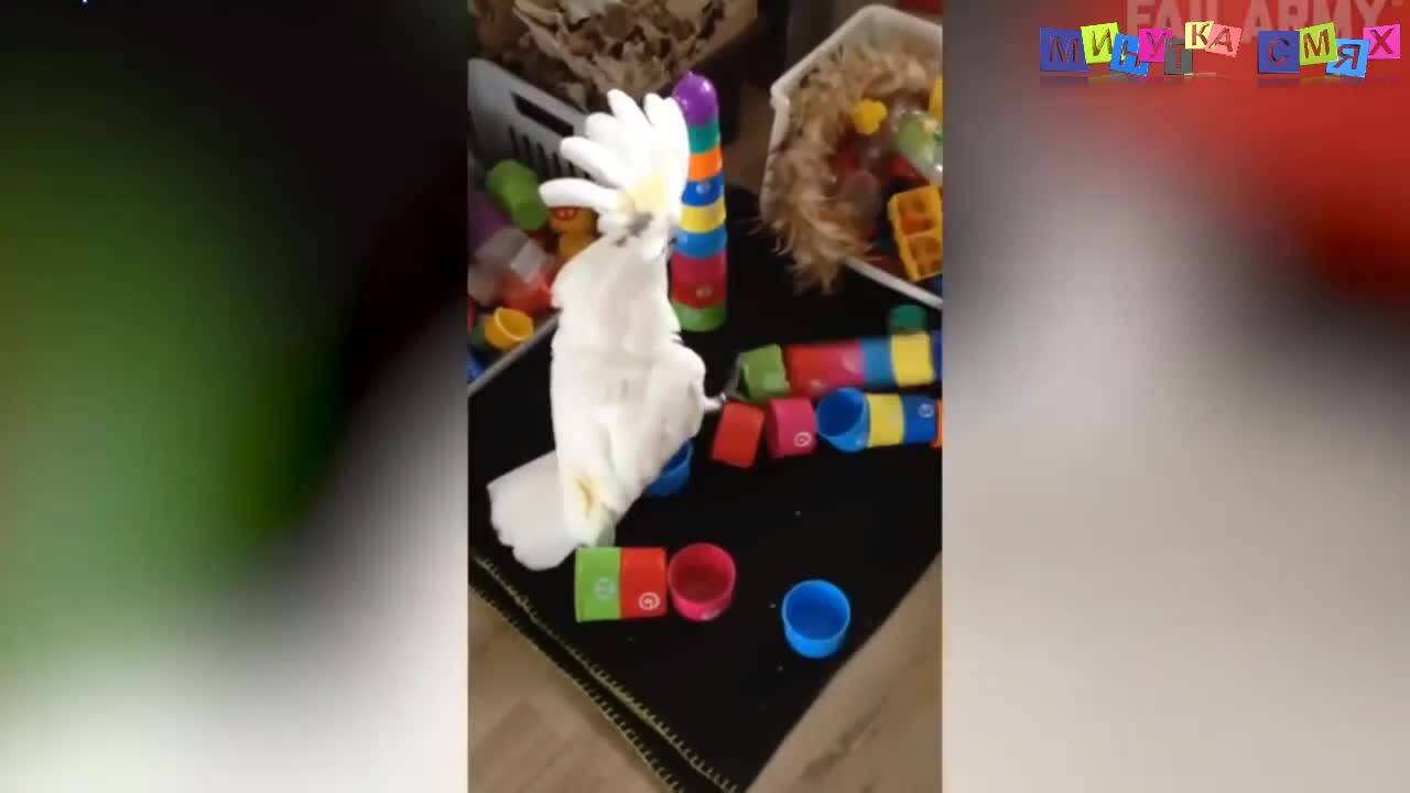 Смешни изцепки - Минутка смях