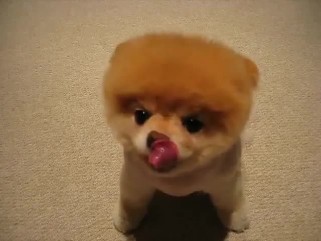 Най - сладкото кученце в света - Boo