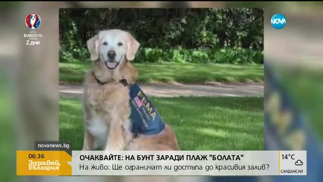 Приспаха последното куче, търсило оцелели при атентатите от 11-ти септември