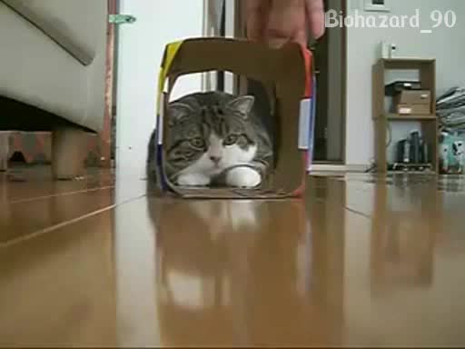 Шантаво Дебело Коте