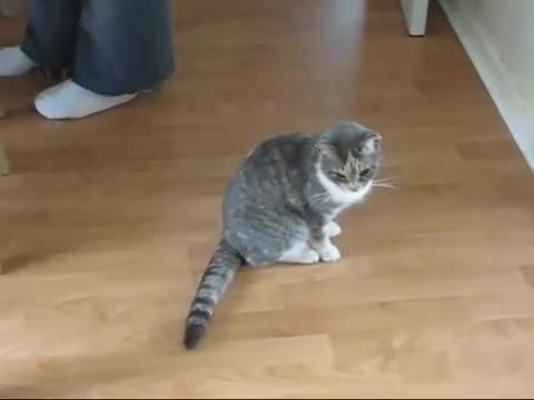 Пияно Коте ! 