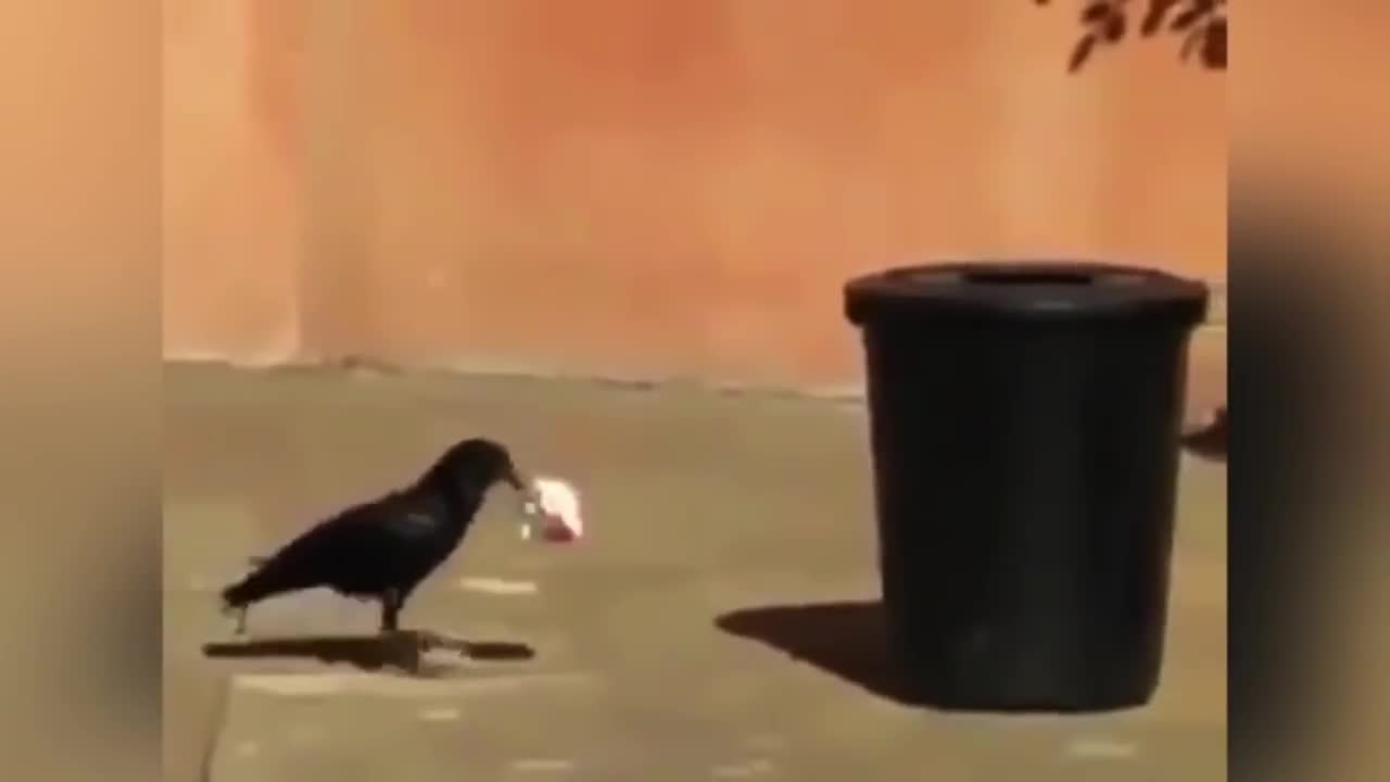 Животни, които могат да ни научат на много неща!