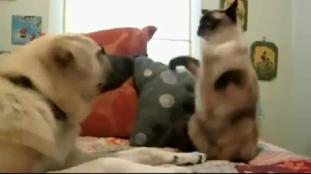 Бокс по котешки:):)