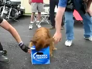 Смях, куче не си дава бирата