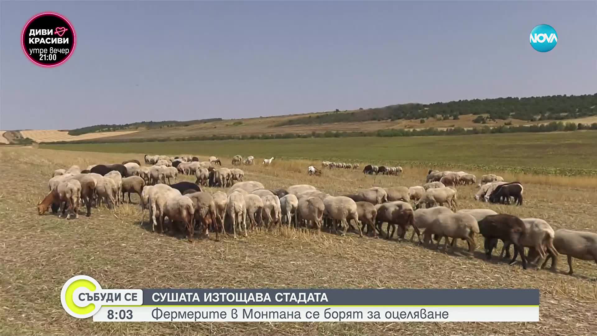 Фермерите в Монтана се борят за оцеляване заради сушата и шарката по стадата